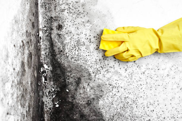 Best Mold Removal Process  in Hoover, AL