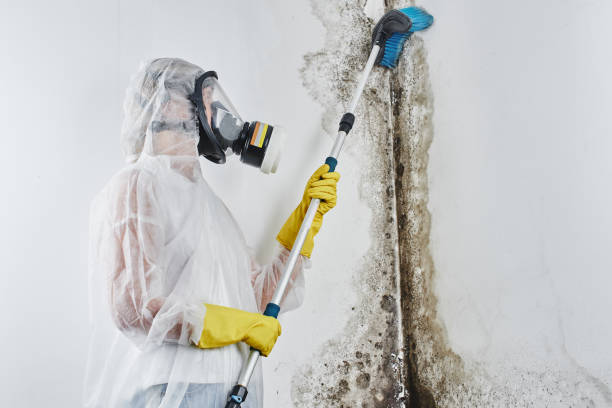 Best Residential Mold Removal  in Hoover, AL