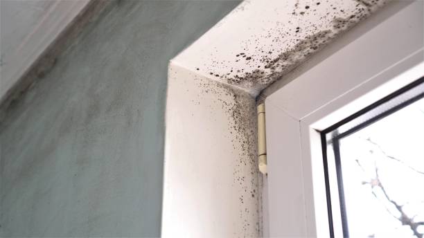 Mold Removal Process in Hoover, AL