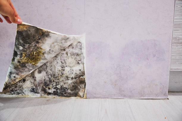 Best Emergency Mold Removal  in Hoover, AL
